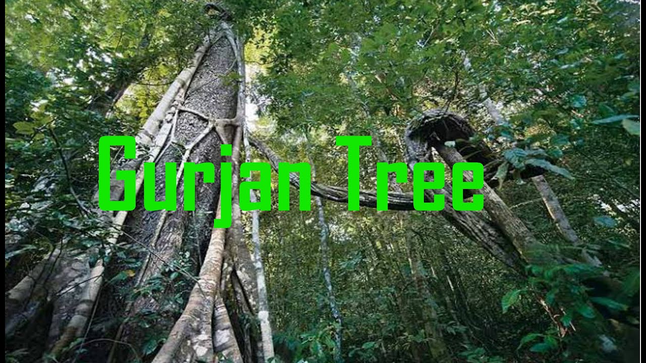 Gurjan Tree By #Tipsandinfotube#