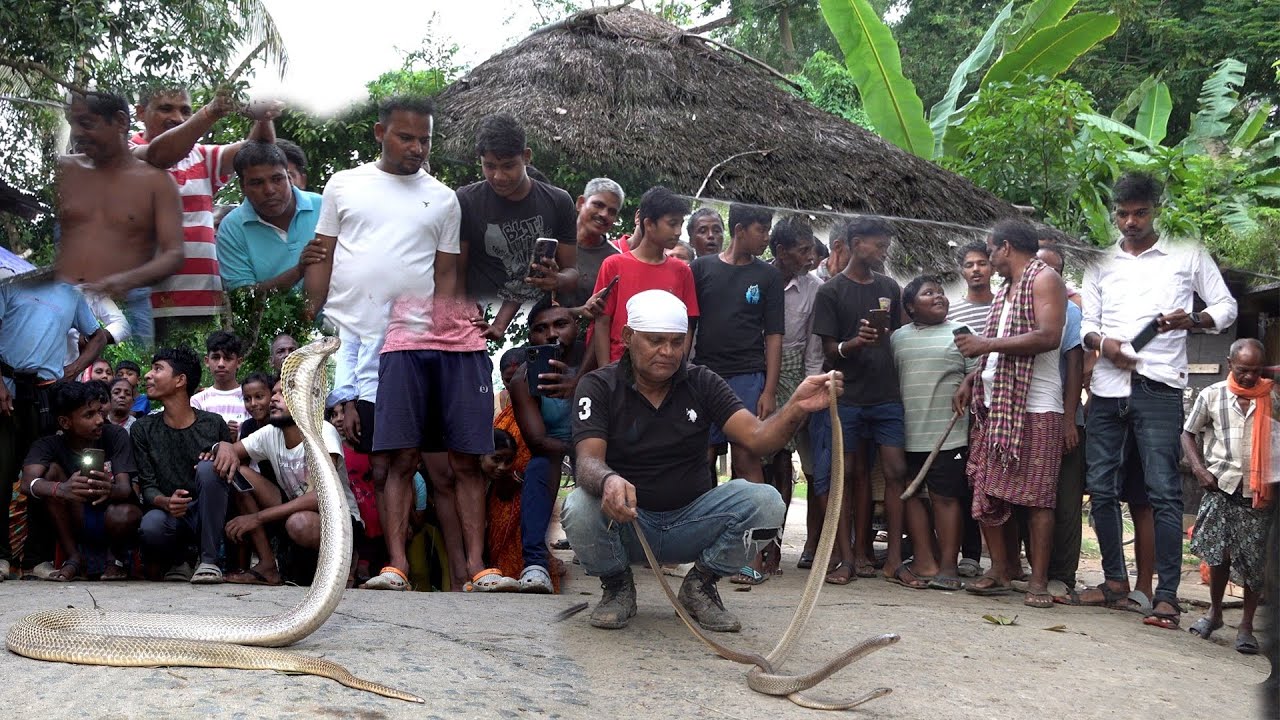 2 नाग और नागिन ये गरीब परिवार को परिशान कर रेहे ||2 Cobras Rescue from a poor family ||