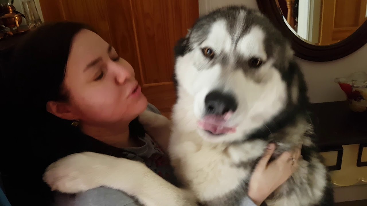Маламут Путя, безумная встреча после разлуки😙❤