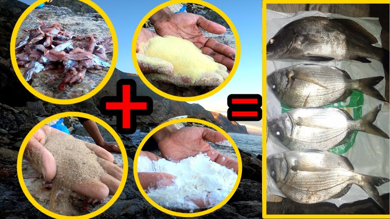 These are the ingredients needed to make a Pilota bait to target large sargos