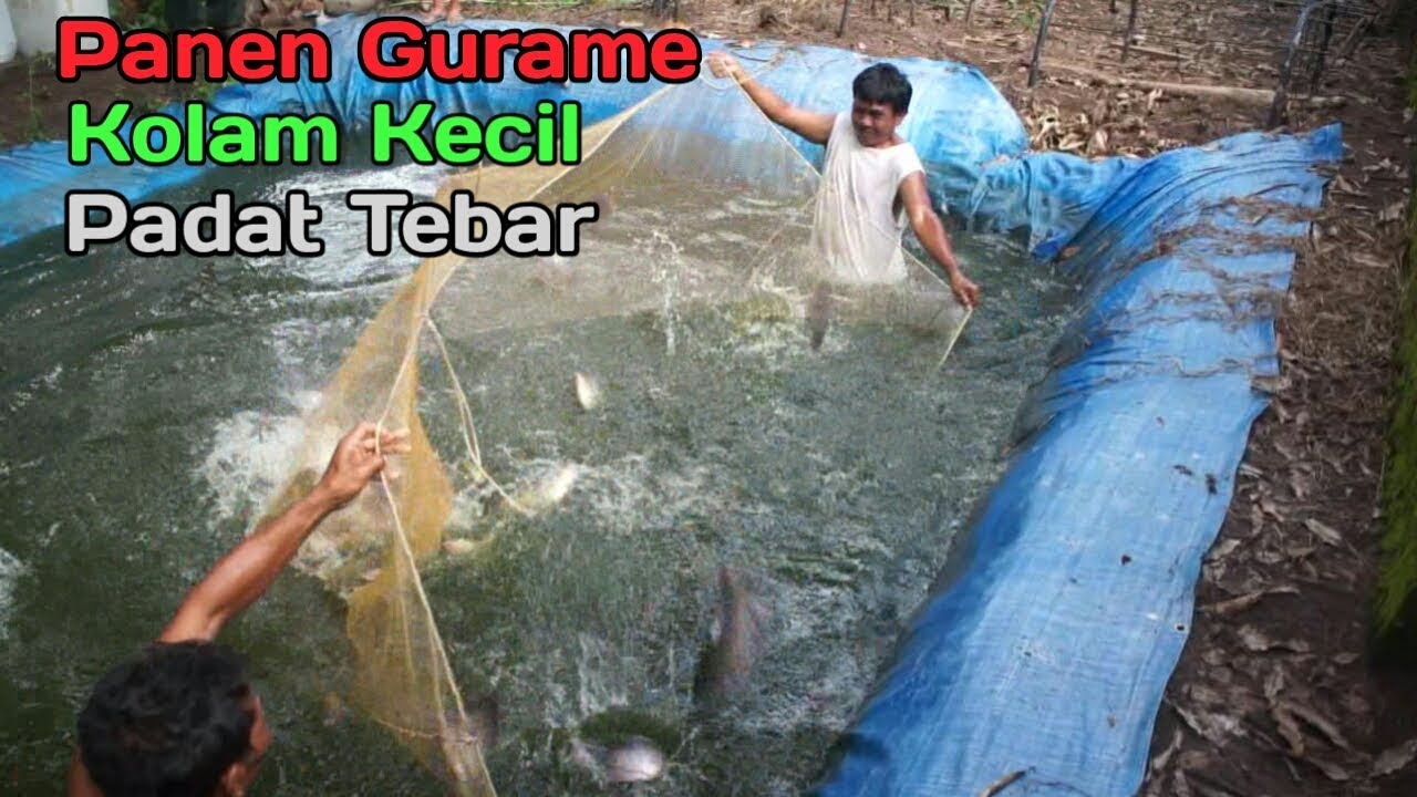 PANEN GURAME,Kolamnya Kecil Ikannya Banyak