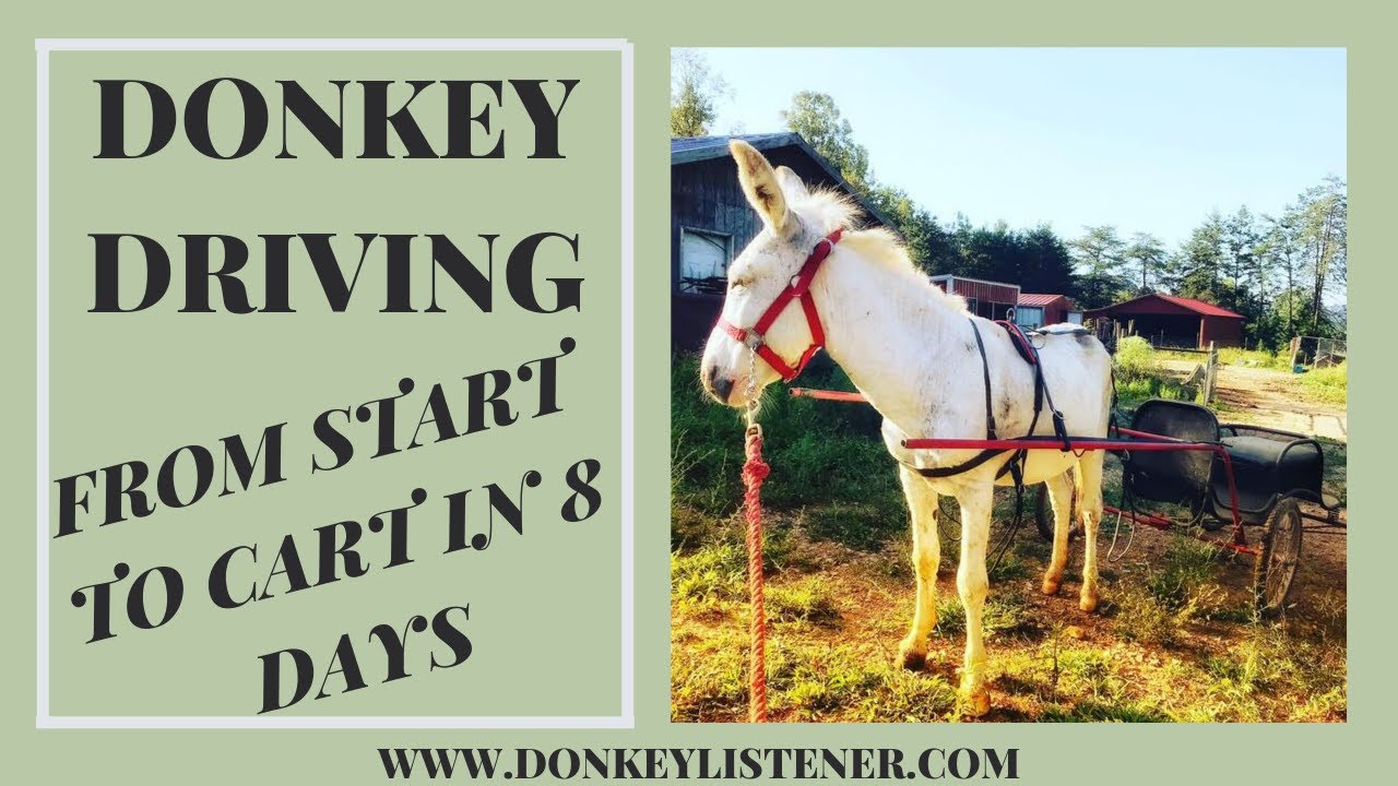 Training Driving Donkey in 8 days
