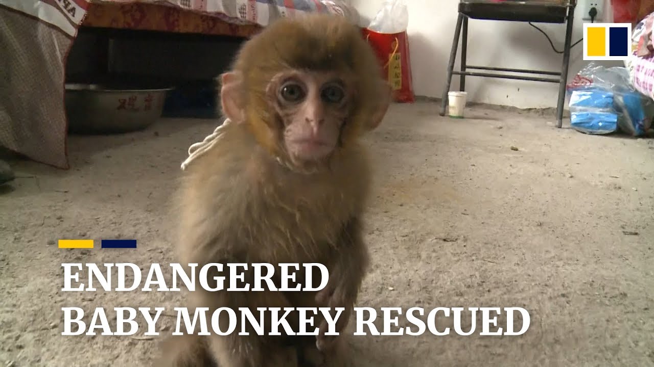 Villagers rescue endangered infant monkey in eastern China