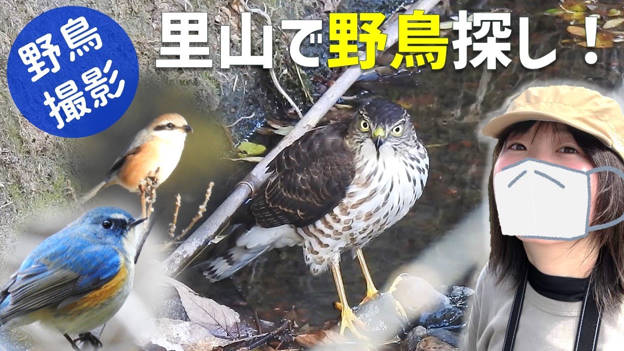日本一小さい鷹、ツミ登場！里山で鳥探し【野鳥撮影vlog】