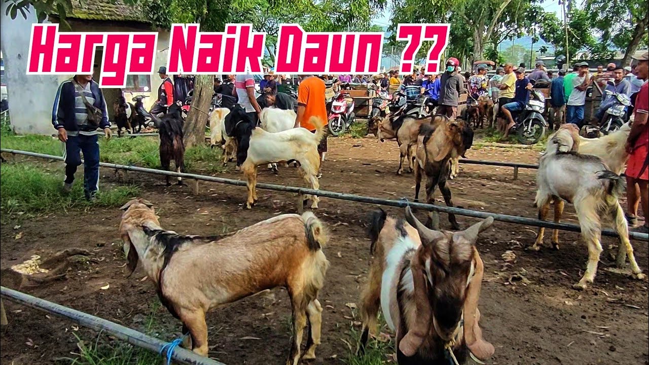 HARGA LAGI NAIK DAON ??? PASAR LEGI DURENAN TRENGGALEK.