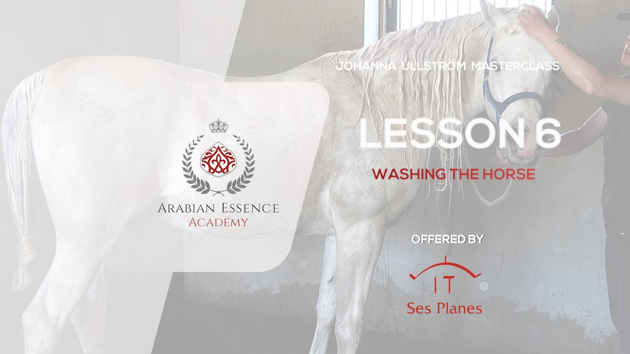 Johanna Ullstrom's 2nd Masterclass - LESSON 6 -  Washing the horse