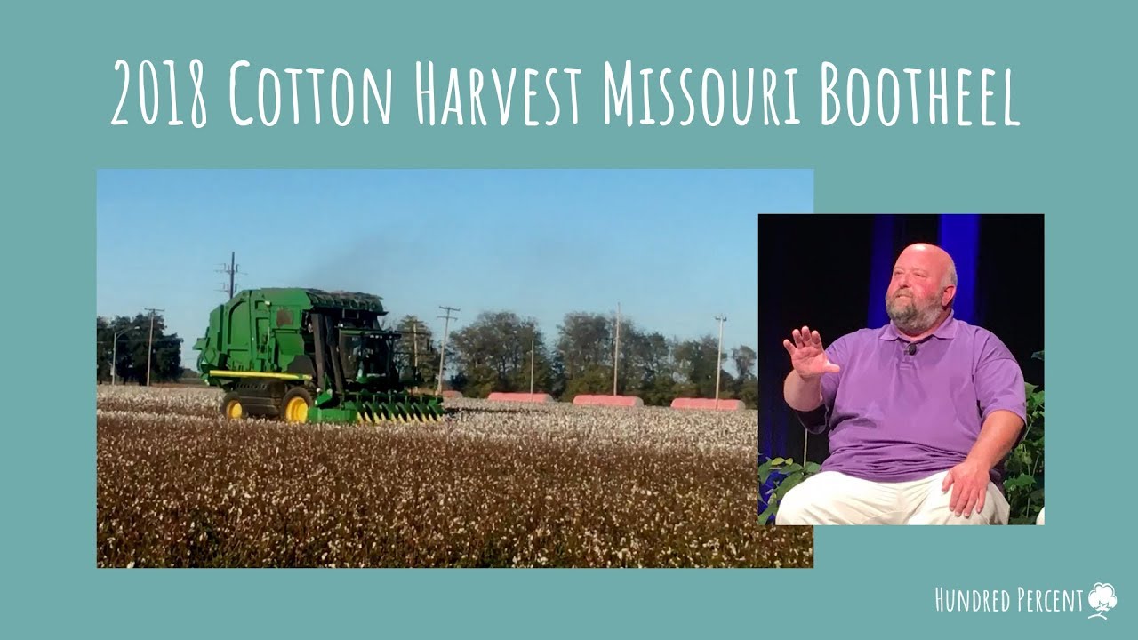 Cotton  Harvest in the Missouri Bootheel