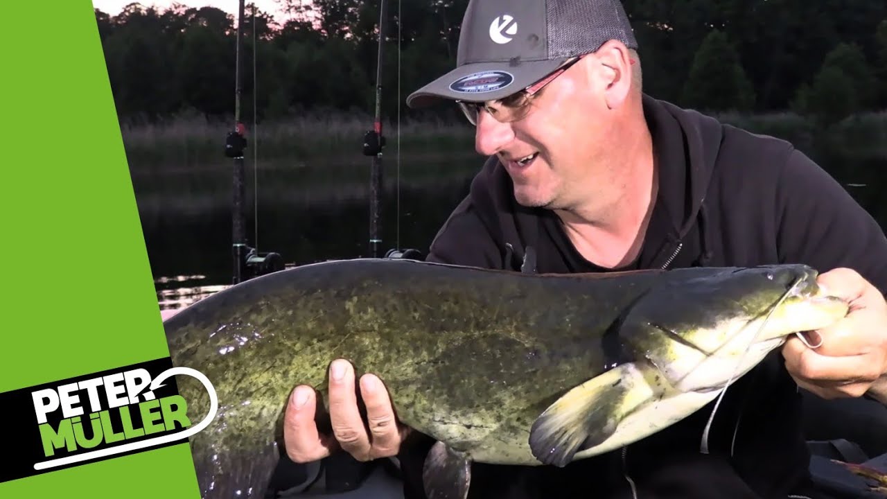 Welsangeln - Die Laichzeit kommt #waller #fishing #angeln