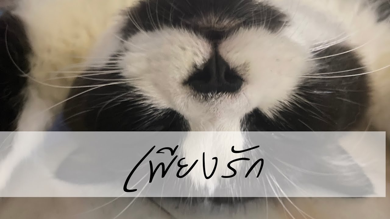 เพียงรัก - Cover By PER