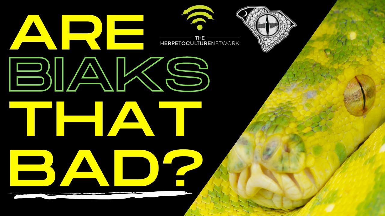 Are Biak Green Tree Pythons THAT Bad?