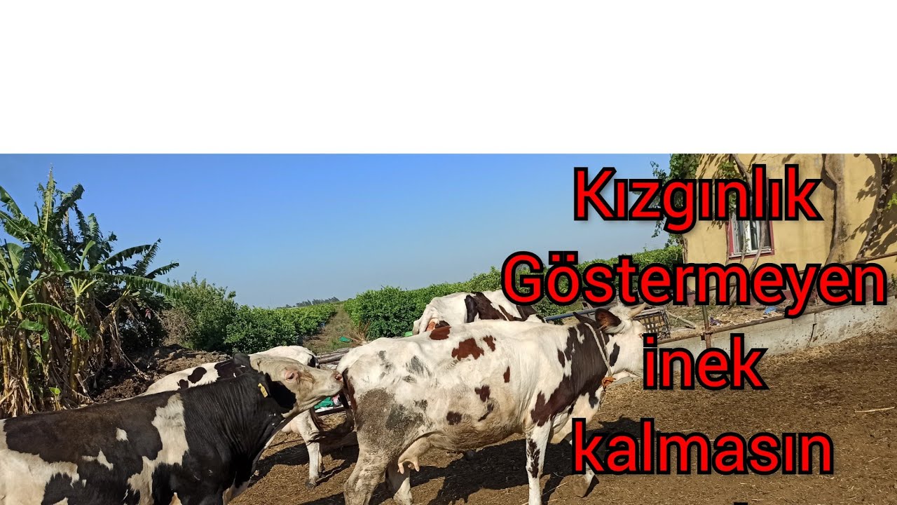 inek kızgınlığı nasıl gelir