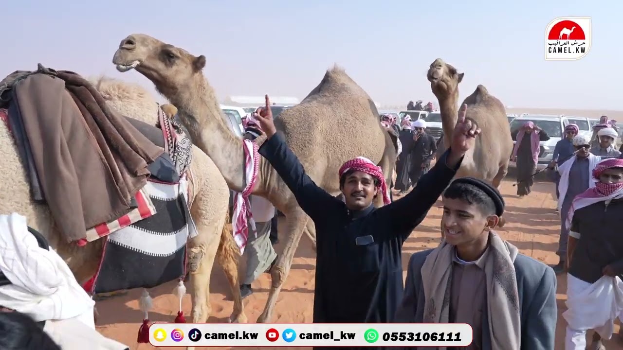 🔥🏆 حاكمة الشـعل 🏆🔥 رجل الاعمال/ حامد بن سعود بن سمار #مهرجان_الملك_عبدالعزيز_للإبل8