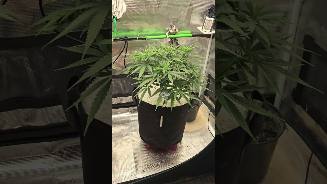 Cannabis Grow Tour