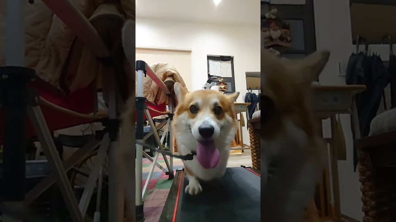 コーギーランニングマシーン