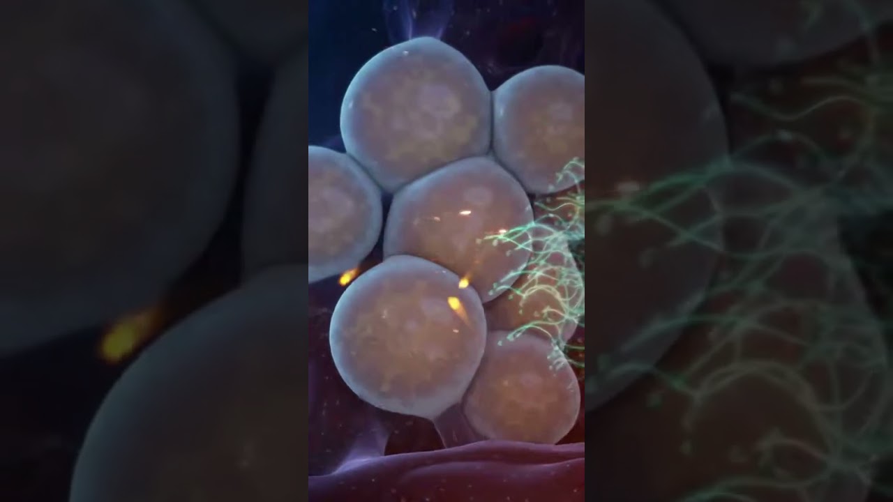 Mi Perro Está Gordito: Cómo Activar Su Metabolismo y Bajar de Peso 