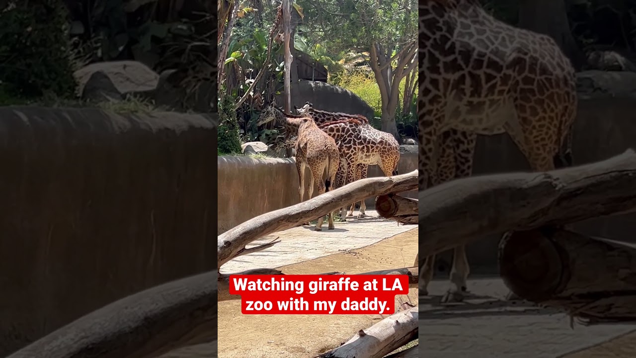 My first time seeing GIRAFFES at the L.A zoo with dad. (21 months old William.)