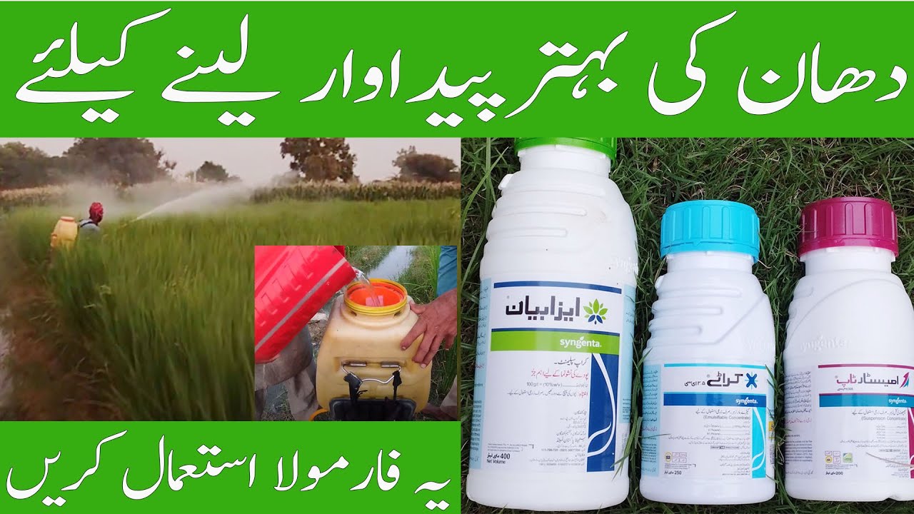Last spray of rice crop Isabion, Karate, Amistar Top by Syngenta || Thursday 14.09.2023