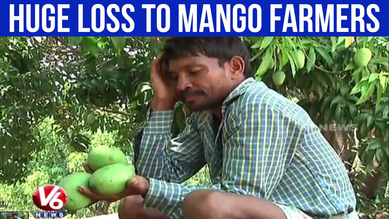 Adilabad farmers in concern with Mango crop loss due to unseasonal rains (28-04-2015)