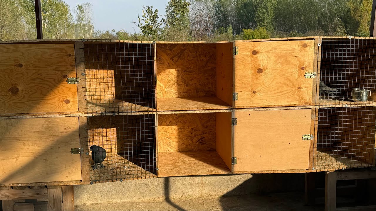 G&Uuml;VERCİN EŞHANELERİ YAPTIM ARAP OYUN KUŞU SAHİPLENDİRME