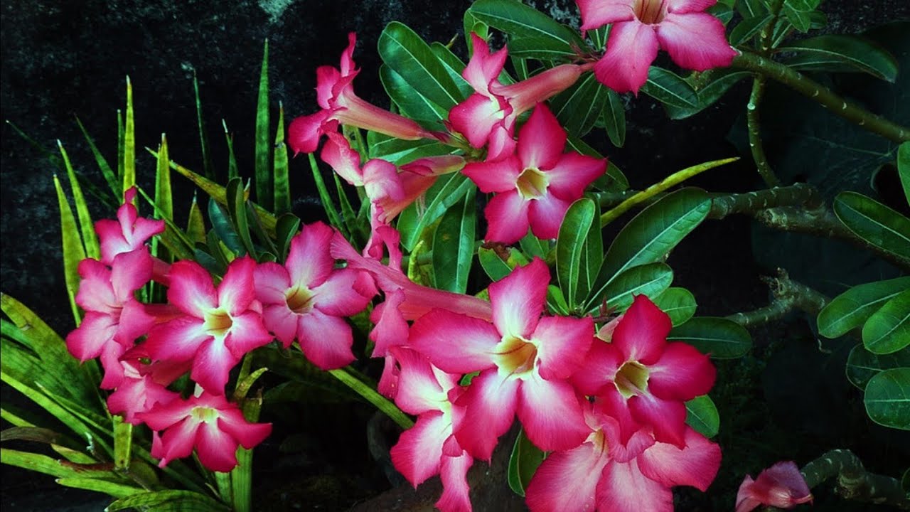 4 Best Tips to Save Adenium in Winter || How to Grow and Care Adenium / Desert Rose || Fun Gardening