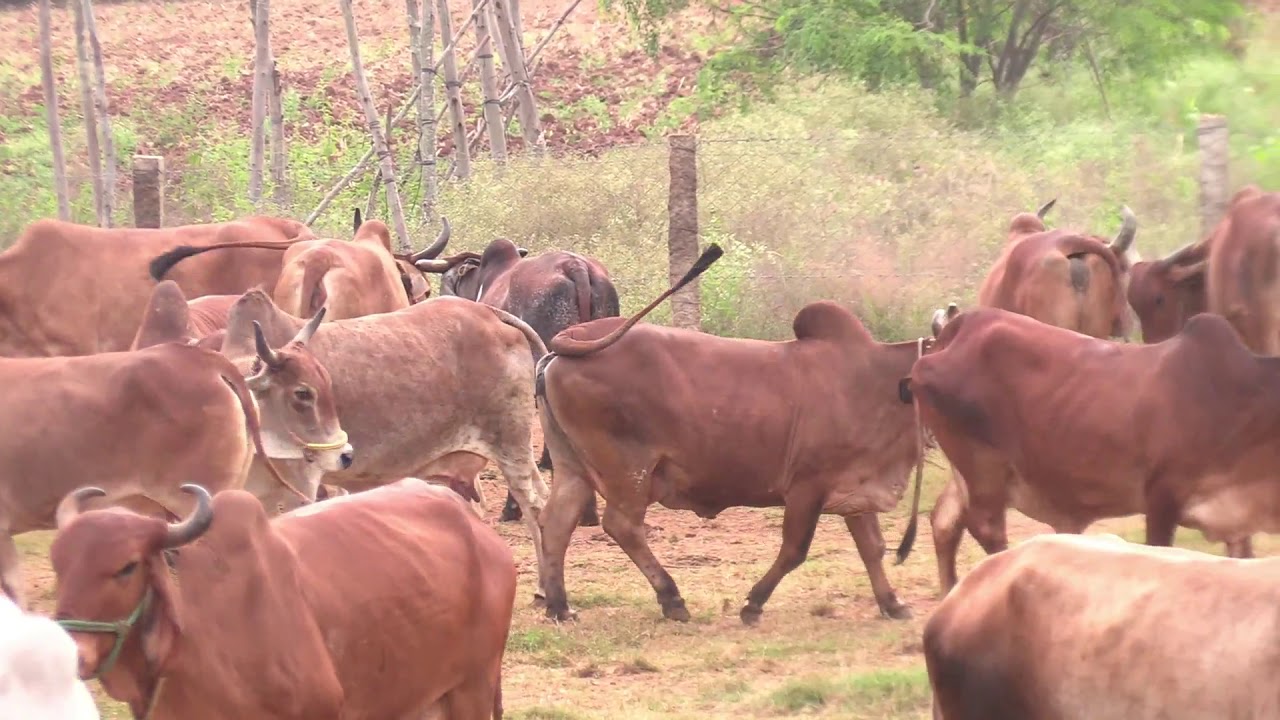 One of the largest Desi cow farm