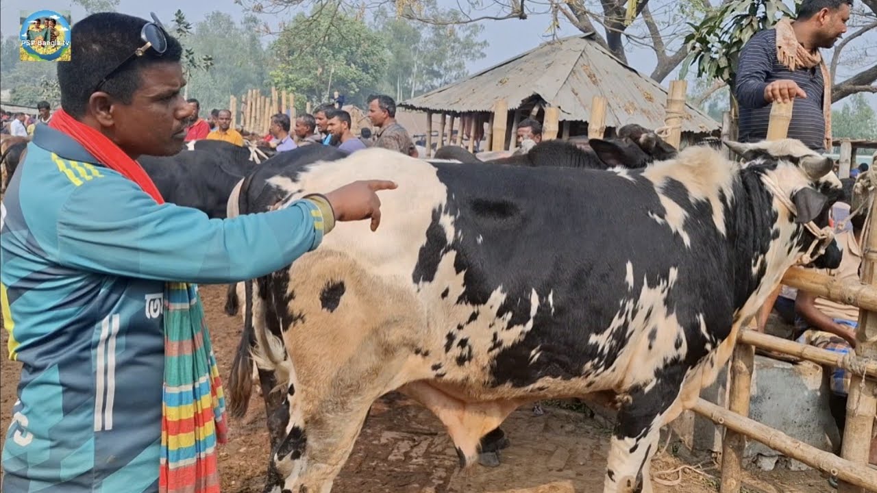@ 28/1/2026|| চট্টগ্রামের খামারীর পালার দেশাল জাতের ষাঁড় গরু কেনা আমবাড়ী হাটে||