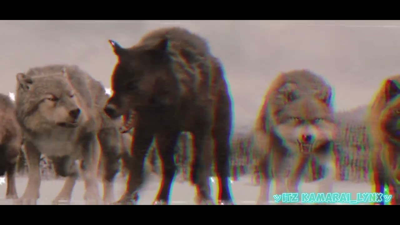 Twilight wolves: Mi Gente Edit.