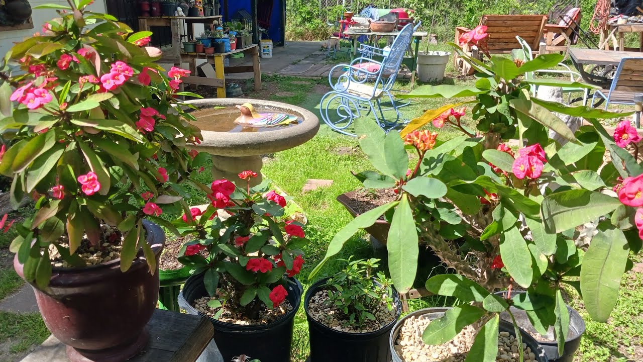 Transplante, Reto, Recorrido. cuanto an progresado mis plantitas. #reto #recorrido #trasplantes