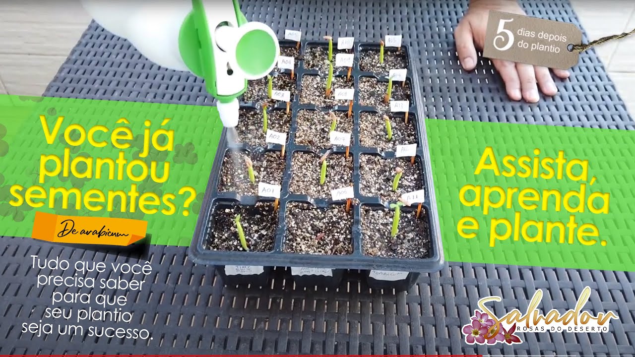 Aprenda a plantar e germinar suas sementes de Rosas do deserto em um tempo recorde e sem mist&eacute;rio