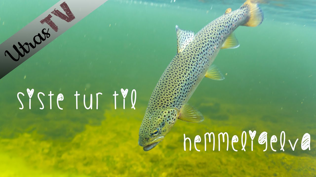 Siste fluefiske tur til hemmeligelva - Last fly fishing trip to the secret river