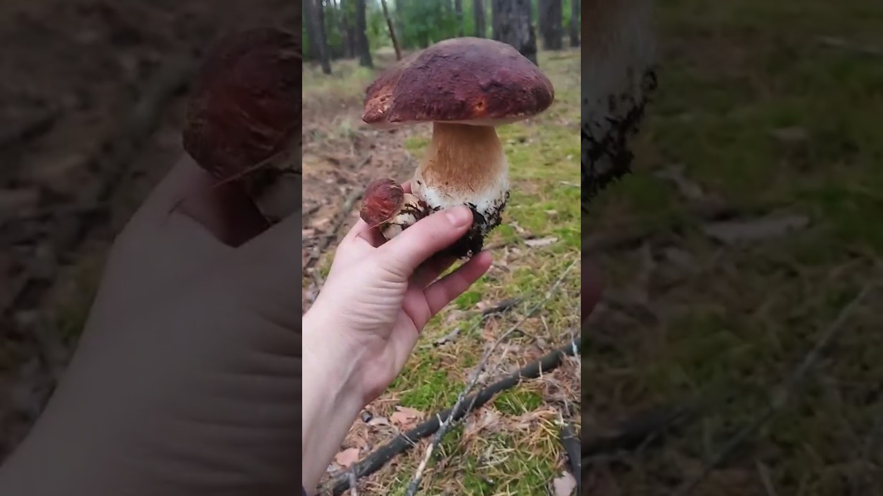 GIANT TROPHY! 👑 Found an ABSOLUTELY PERFECT King Bolete! 🍄 #Porcini #BigMushroom #asmr