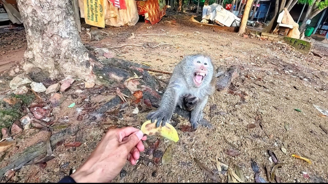 Funny Monkey Look at the monkey's face as if it's angry with us.