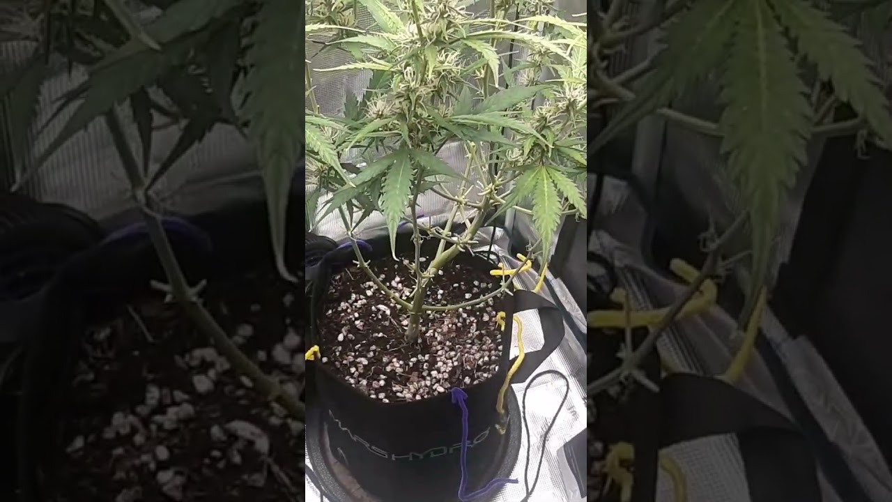 Banshee Auto A+K Lemon Haze x Og Kush Mars Hydro 2x2 Tent
