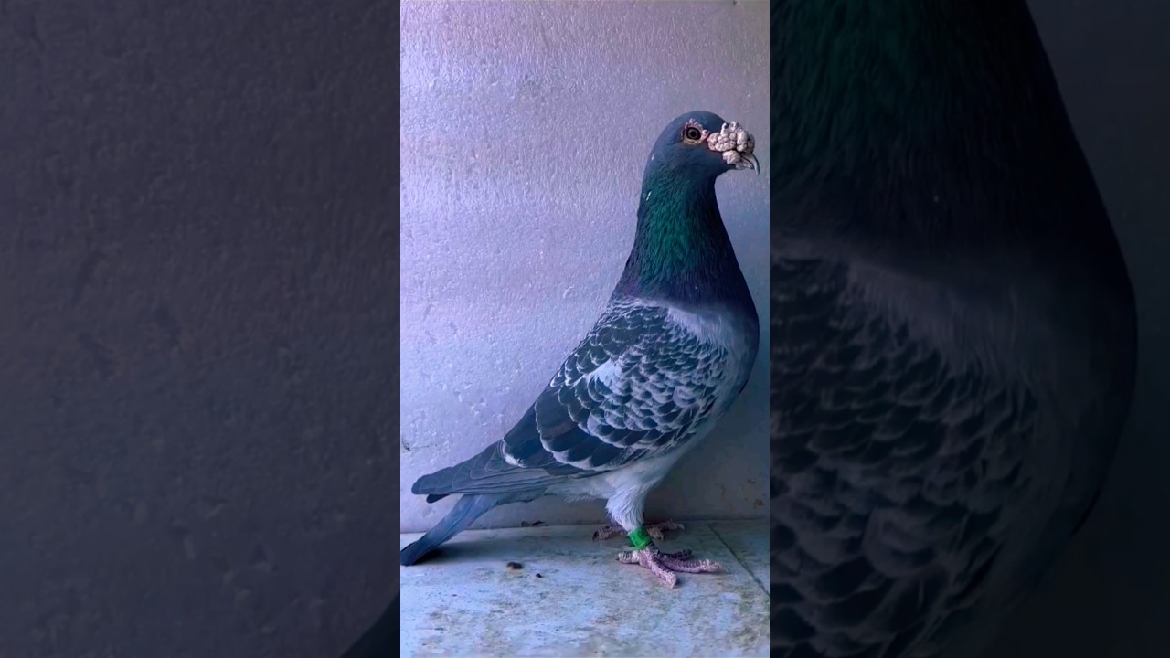 Racing Homer Pigeon Breeding Coop Tour