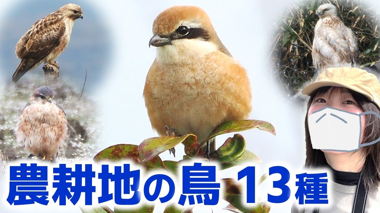 猛禽天国！農耕地は鳥がいっぱい♪【野鳥撮影vlog】
