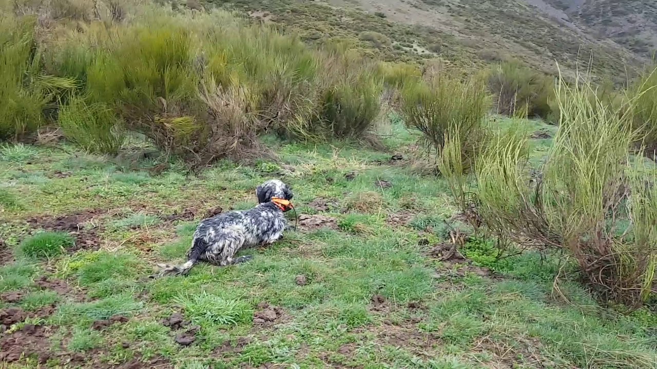 Perdices de la montaña Leonesa
