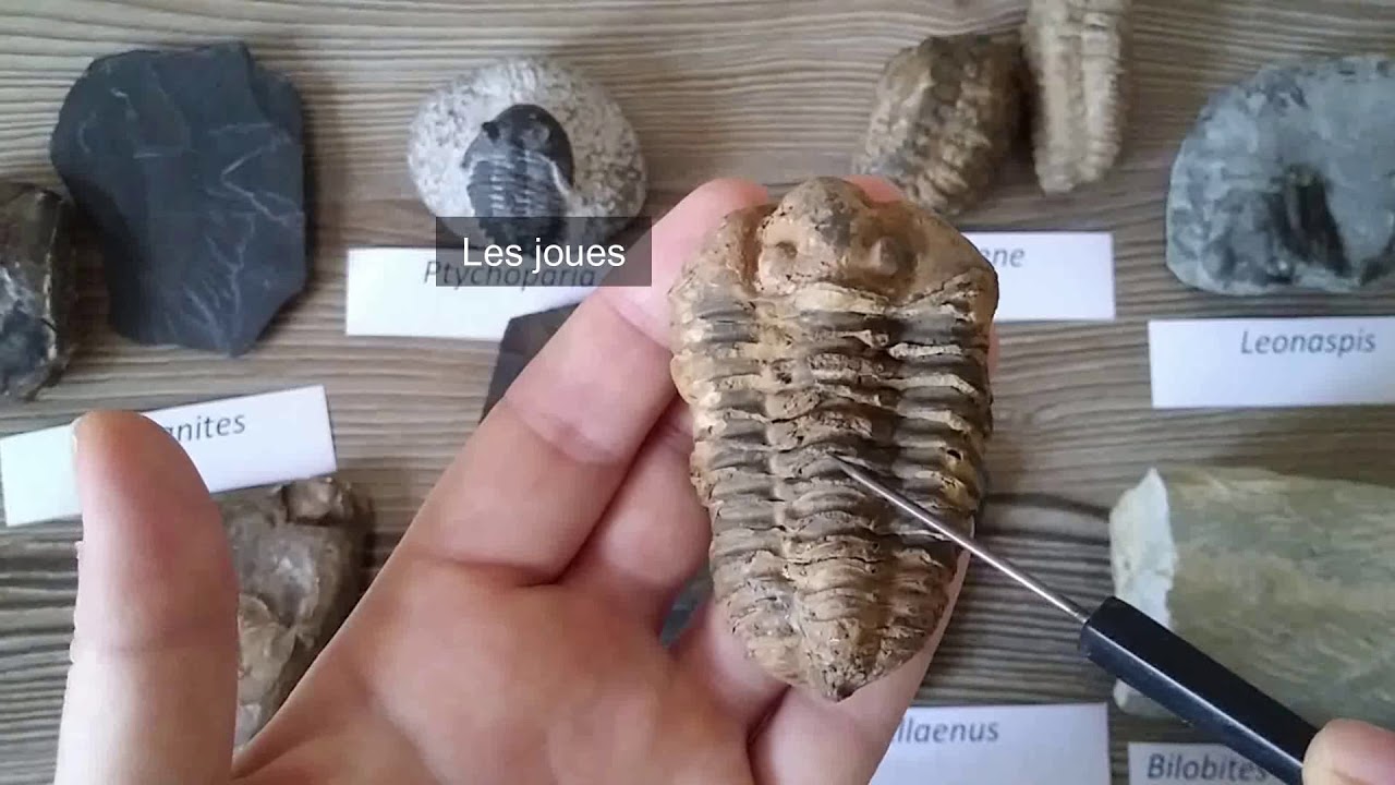 TP Paléontologie L2 - Les Trilobites (par Mme Ruault-Djerrab)