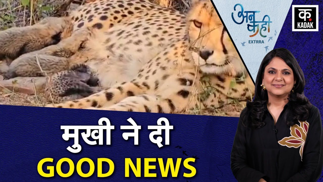 Kuno National Park में 5 चीतों का जन्म, भारत में जन्मी 'मुखी' बनी मां, Projest Cheetah को नई उड़ान