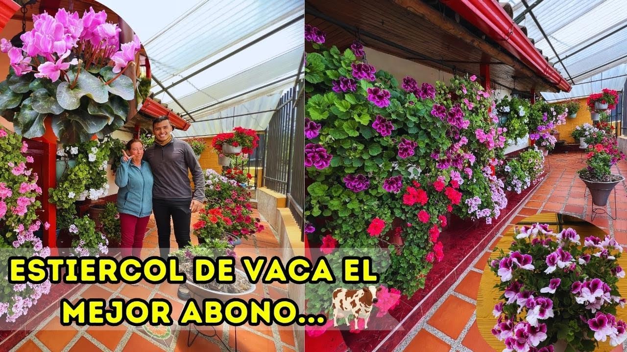Hermoso jardín florecido de Rubí: 