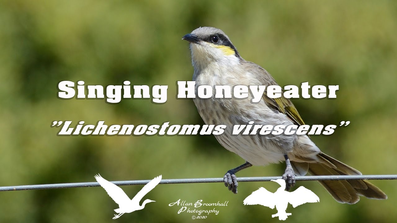 Singing Honeyeater &ldquo;Lichenostomus virescens&rdquo; #birds #australiannativebirds #birdsofaustralia