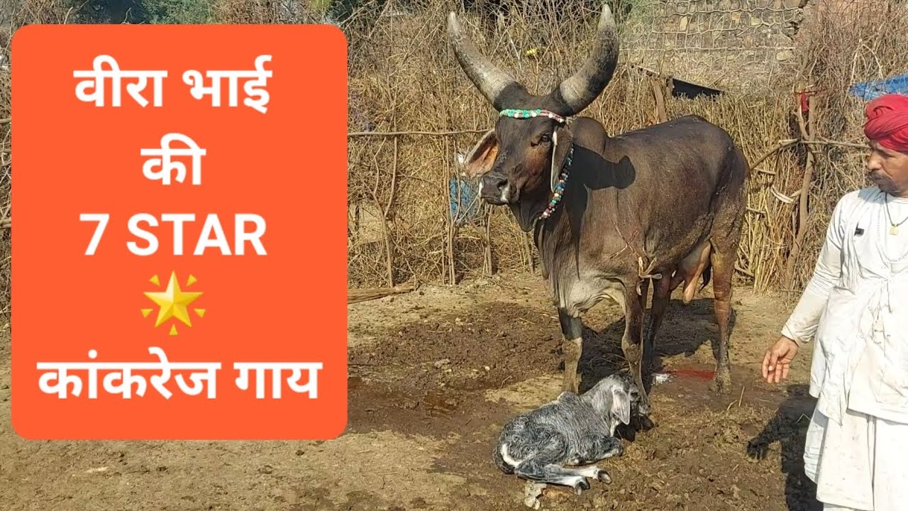 वीरा भाई की 7 Star 🌟 कांकरेज गाय ने दिया सुंदर बछड़े को जन्म ||