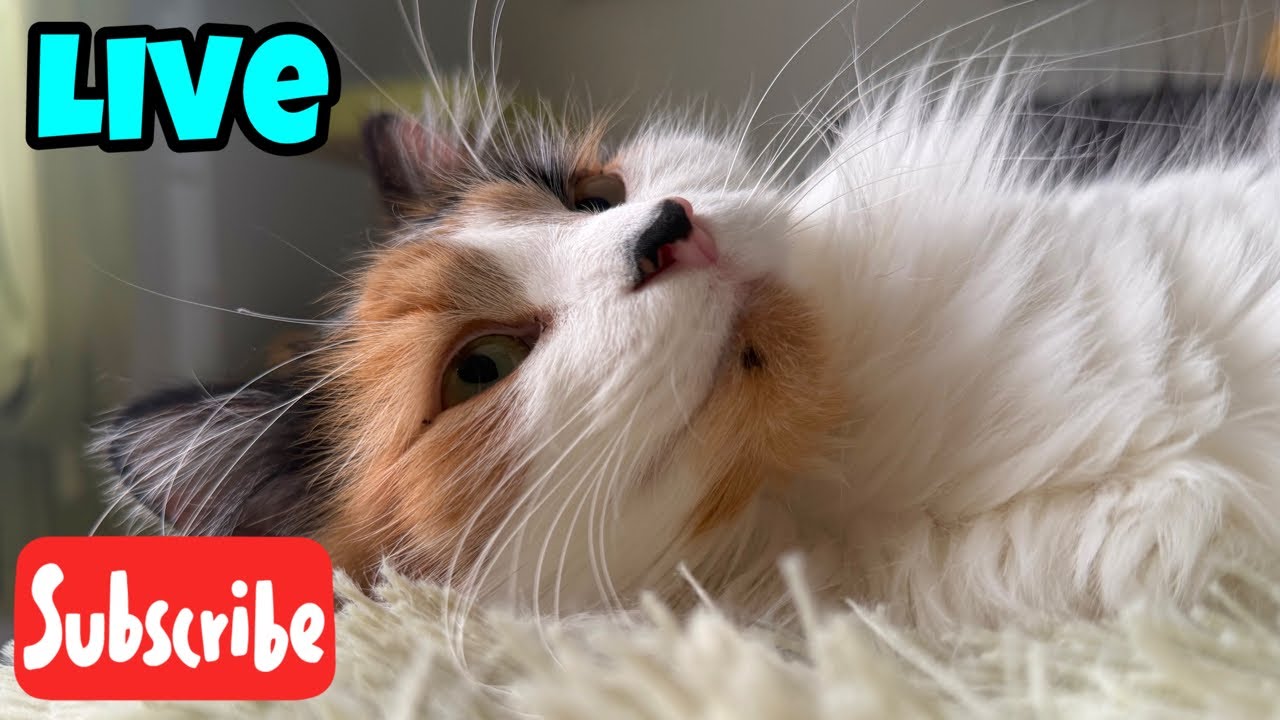 Monday Meowtivation - Live Stream