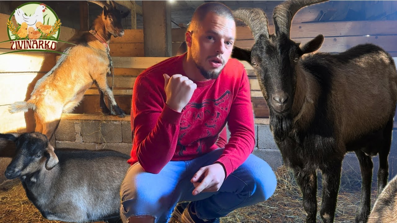 KOZE NISU SJARENE! Hoće li problemi sa njima više prestati?🐐