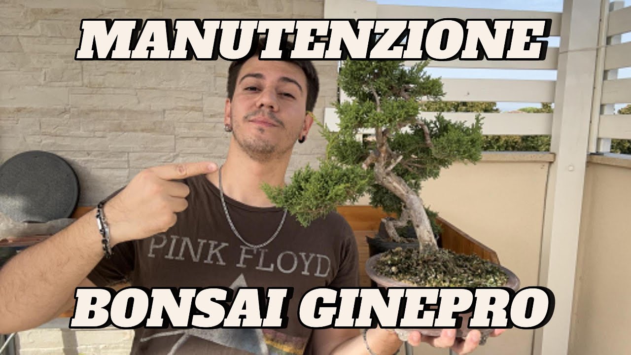 Manutenzione su Ginepro