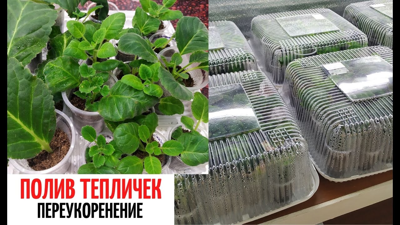 ПОЛИВ ТЕПЛИЧЕК с 🌺 Глоксиниями ☑️ ПОВТОРНОЕ ПЕРЕУКОРЕНЕНИЕ