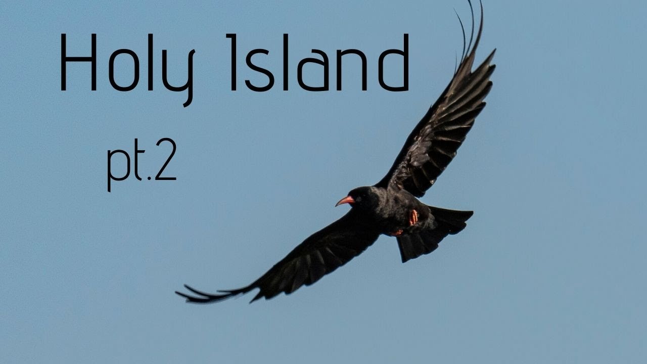 Bird photography on Holy Island pt 2
