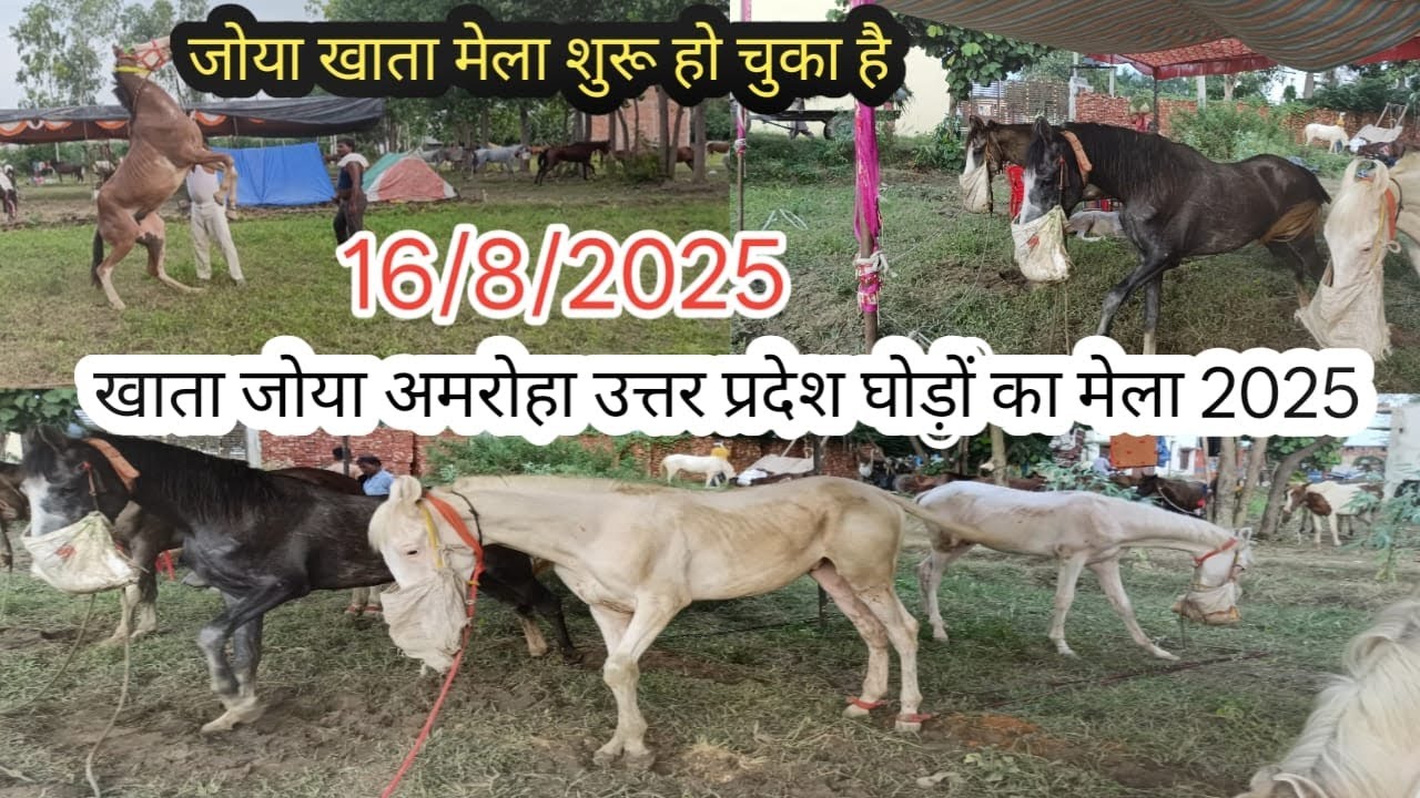 जोया खाता मेला अमरोहा उत्तर प्रदेश/ मेला शुरू हो चुका है 16 अगस्त 2025 गुजरात से व्यापारी आए हैं 