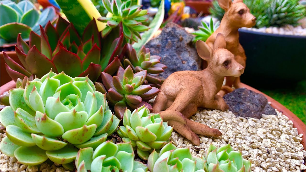 Re-arranging a 2 year old Succulent Arrangement