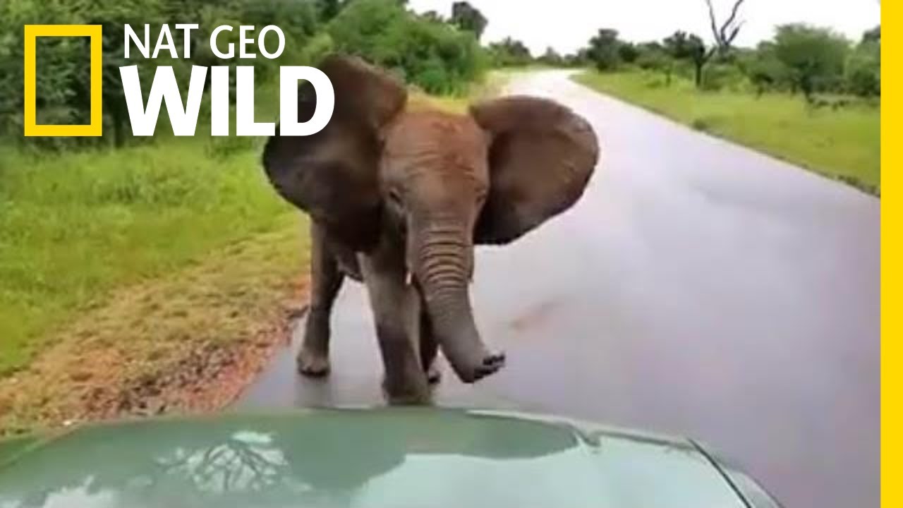 Watch a Playful Young Elephant Charge at Cars | Nat Geo Wild