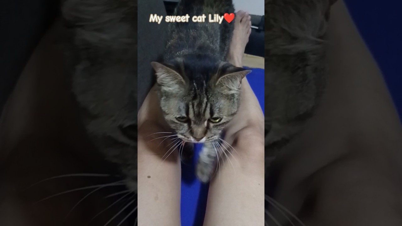 Sweet cat #cat #catlovers #pet #sweet #love #bonding #petcat #animal #shortsfeed #shorts #mylove